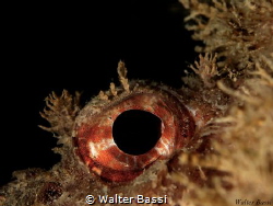 eye by Walter Bassi 